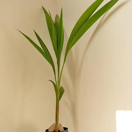 Pensiunea Mara 3* Techirghiol