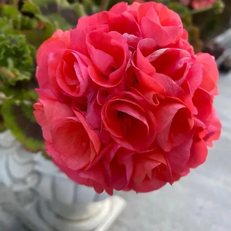 Pensiunea Mara 3* تيشيرغيول